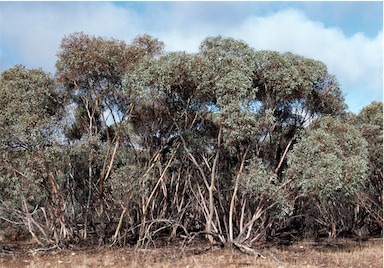 APII jpeg image of Eucalyptus dumosa  © contact APII