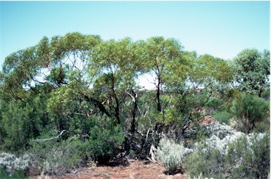 APII jpeg image of Eucalyptus effusa  © contact APII