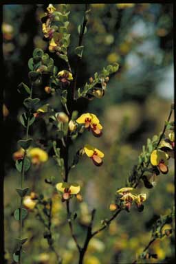 APII jpeg image of Bossiaea rhombifolia  © contact APII