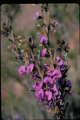 APII jpeg image of Hovea montana  © contact APII