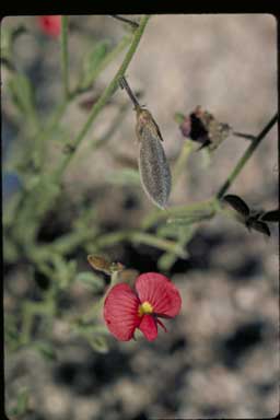 APII jpeg image of Isotropis centralis  © contact APII