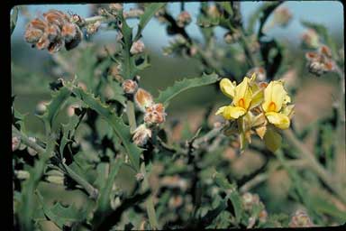 APII jpeg image of Jacksonia floribunda  © contact APII