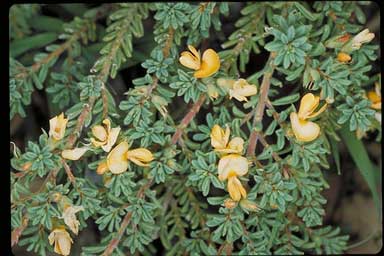 APII jpeg image of Pultenaea maritima  © contact APII