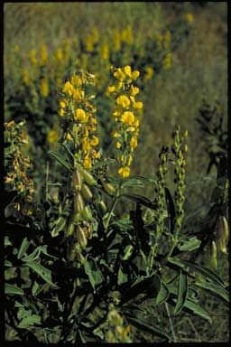 APII jpeg image of Crotalaria novae-hollandiae subsp. novae-hollandiae  © contact APII