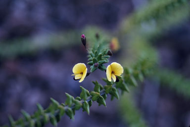 APII jpeg image of Bossiaea cinerea  © contact APII