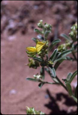 APII jpeg image of Crotalaria crispata  © contact APII