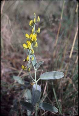 APII jpeg image of Crotalaria novae-hollandiae subsp. lasiophylla  © contact APII