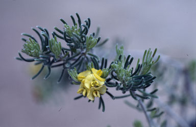 APII jpeg image of Pultenaea linearifolia  © contact APII