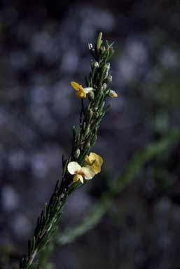 APII jpeg image of Dillwynia floribunda  © contact APII