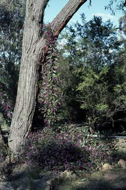 APII jpeg image of Hardenbergia violacea 'Happy Wanderer'  © contact APII