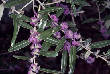 APII jpeg image of Hovea lanceolata  © contact APII