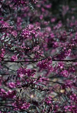 APII jpeg image of Indigofera australis  © contact APII