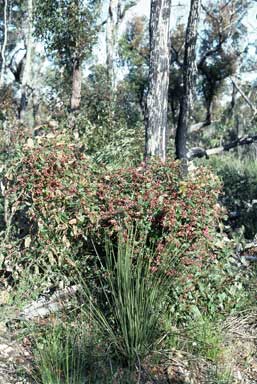 APII jpeg image of Kennedia coccinea  © contact APII