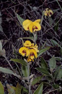 APII jpeg image of Mirbelia platylobioides  © contact APII