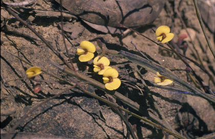 APII jpeg image of Bossiaea ensata  © contact APII