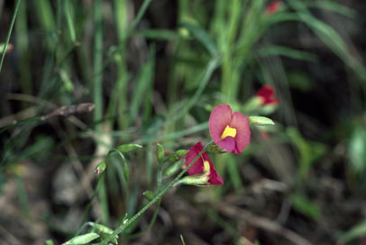 APII jpeg image of Chorizema rhombeum  © contact APII