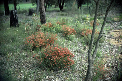 APII jpeg image of Chorizema dicksonii  © contact APII