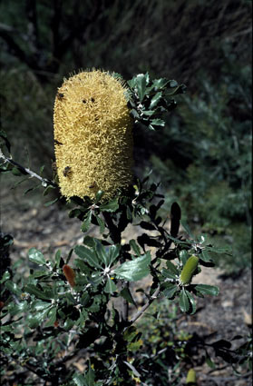 APII jpeg image of Banksia epica  © contact APII