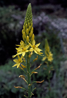 APII jpeg image of Bulbine glauca  © contact APII