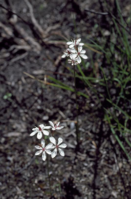 APII jpeg image of Burchardia umbellata  © contact APII