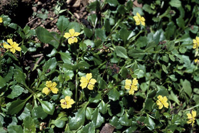 APII jpeg image of Goodenia hederacea  © contact APII