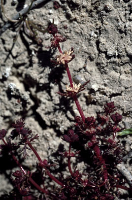 APII jpeg image of Myriophyllum verrucosum  © contact APII