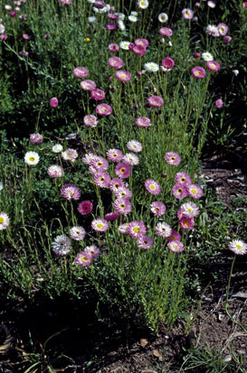 APII jpeg image of Rhodanthe chlorocephala subsp. rosea  © contact APII