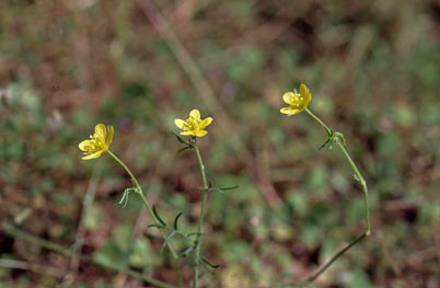 APII jpeg image of Tribulopis angustifolia  © contact APII