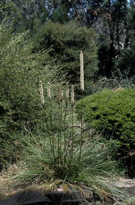 APII jpeg image of Xanthorrhoea minor  © contact APII