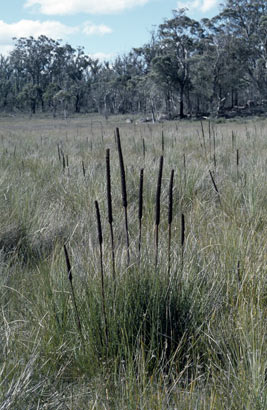 APII jpeg image of Xanthorrhoea resinosa  © contact APII