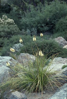 APII jpeg image of Xanthorrhoea macronema  © contact APII