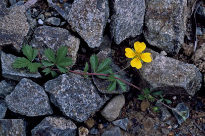 APII jpeg image of Potentilla anglica  © contact APII