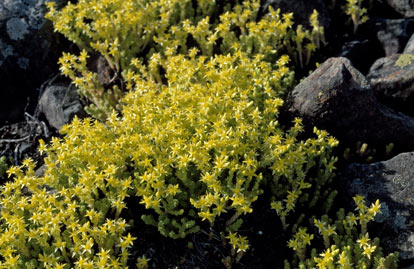 APII jpeg image of Sedum acre  © contact APII