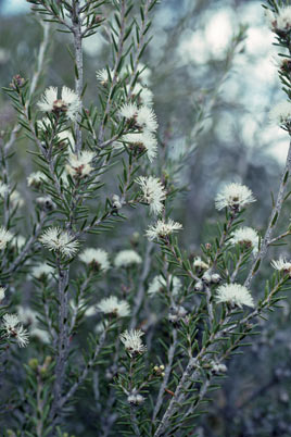 APII jpeg image of Melaleuca pauperiflora subsp. fastigiata  © contact APII