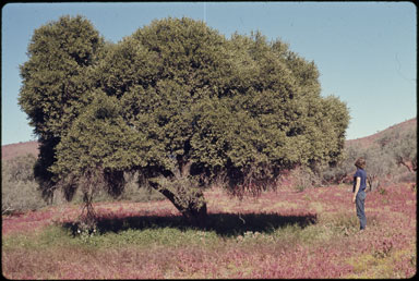 APII jpeg image of Capparis mitchellii  © contact APII