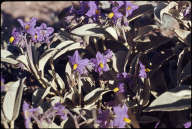 APII jpeg image of Solanum quadriloculatum  © contact APII