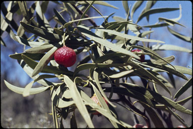 APII jpeg image of Santalum acuminatum  © contact APII