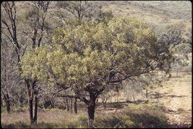 APII jpeg image of Santalum acuminatum  © contact APII