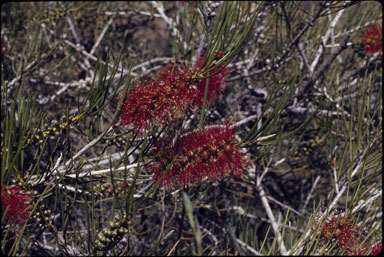 APII jpeg image of Callistemon teretifolius  © contact APII