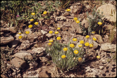 APII jpeg image of Asteridea athrixioides  © contact APII