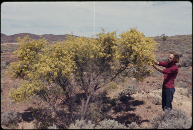 APII jpeg image of Acacia victoriae  © contact APII