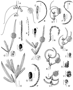 APII jpeg image of Acacia neurophylla subsp. neurophylla,<br/>Acacia lirellata subsp. compressa,<br/>Acacia anfractuosa,<br/>Acacia cochlocarpa subsp. cochlocarpa,<br/>Acacia cochlocarpa subsp. velutinosa,<br/>Acacia neurophylla subsp. erugata,<br/>Acacia incongesta,<br/>Acacia lirellata subsp. lirellata  © contact APII