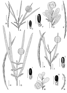 APII jpeg image of Acacia mucronata subsp. dependens,<br/>Acacia floribunda,<br/>Acacia alpina,<br/>Acacia mucronata subsp. mucronata,<br/>Acacia mucronata subsp. longifolia  © contact APII