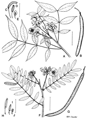 APII jpeg image of Senna multiglandulosa  © contact APII