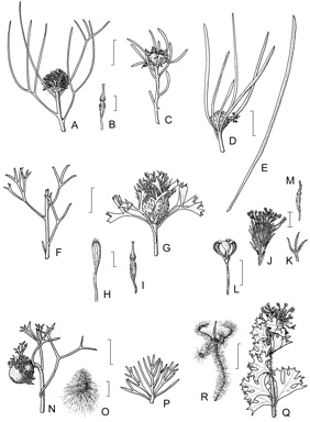 APII jpeg image of Isopogon teretifolius subsp. teretifolius,<br/>Isopogon scabriusculus subsp. scabriusculus,<br/>Isopogon baxteri,<br/>Isopogon divergens,<br/>Isopogon adenanthoides,<br/>Isopogon heterophyllus,<br/>Isopogon asper,<br/>Isopogon dubius,<br/>Isopogon sp. A  © contact APII