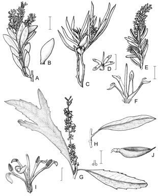 APII jpeg image of Orites lancifolia,<br/>Orites revoluta,<br/>Orites excelsa,<br/>Orites acicularis  © contact APII