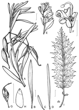 APII jpeg image of Lomatia tasmanica,<br/>Lomatia polymorpha  © contact APII