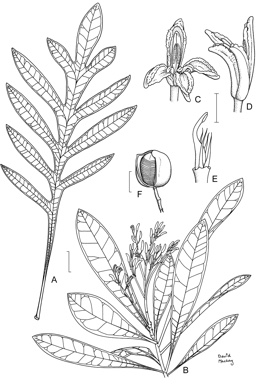 APII jpeg image of Placospermum coriaceum  © contact APII