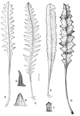 APII jpeg image of Banksia goodii,<br/>Banksia gardneri var. gardneri,<br/>Banksia gardneri var. hiemalis,<br/>Banksia gardneri var. brevidentata  © contact APII