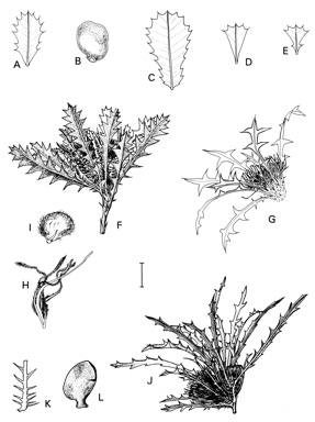 APII jpeg image of Dryandra sessilis var. sessilis,<br/>Dryandra hirsuta,<br/>Dryandra pallida,<br/>Dryandra sessilis var. flabellifolia,<br/>Dryandra sessilis var. cordata,<br/>Dryandra sessilis var. cygnorum,<br/>Dryandra acanthopoda  © contact APII